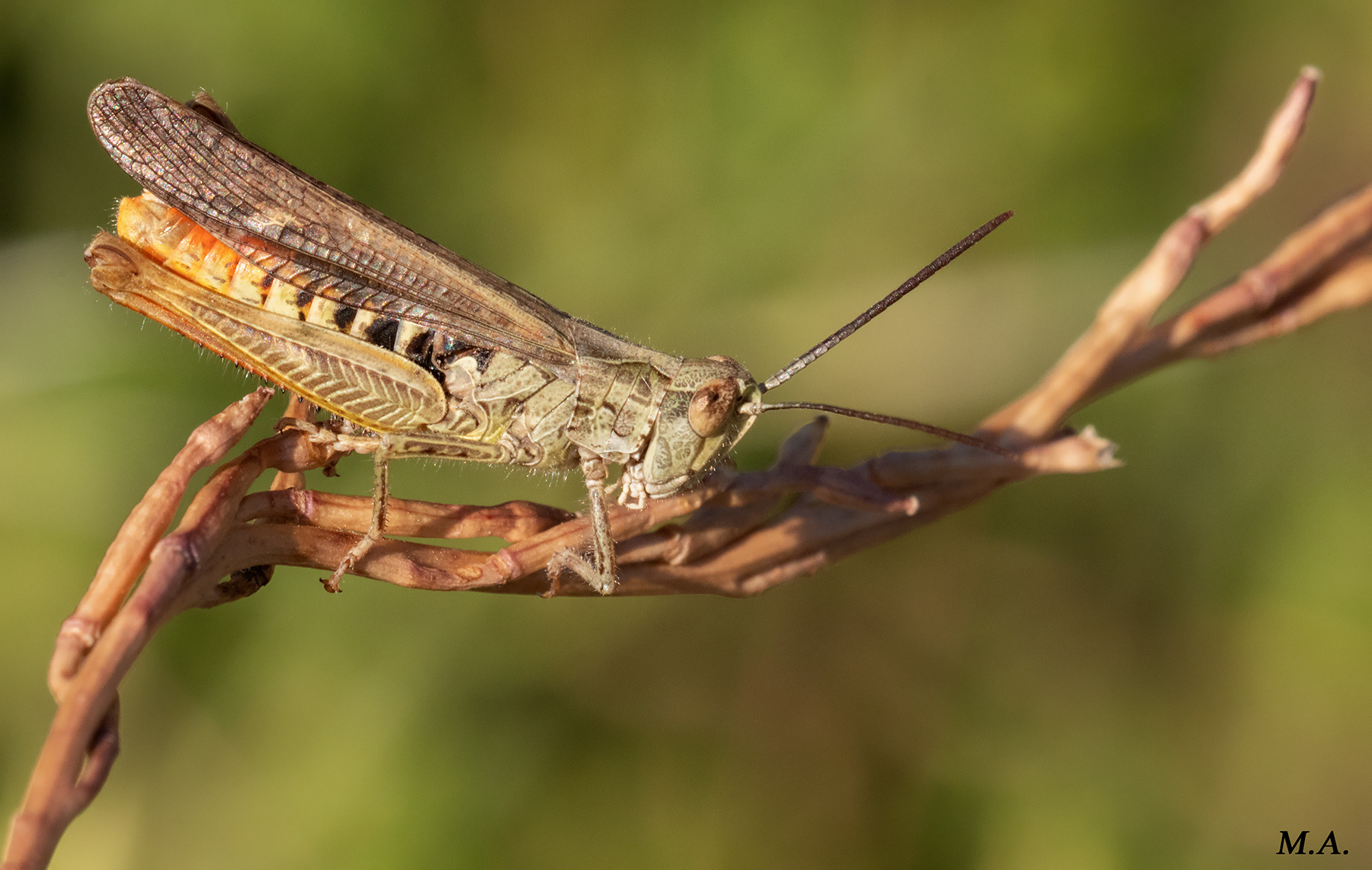 Chorthippus brunneus