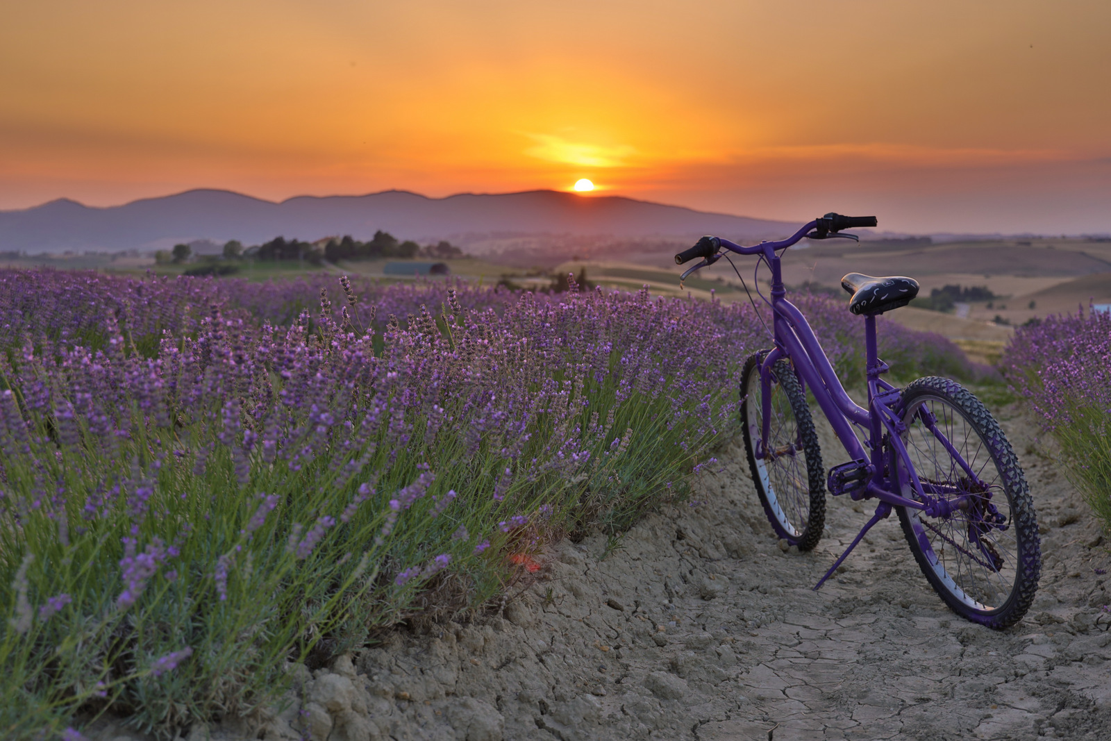 Campo di lavanda con bici