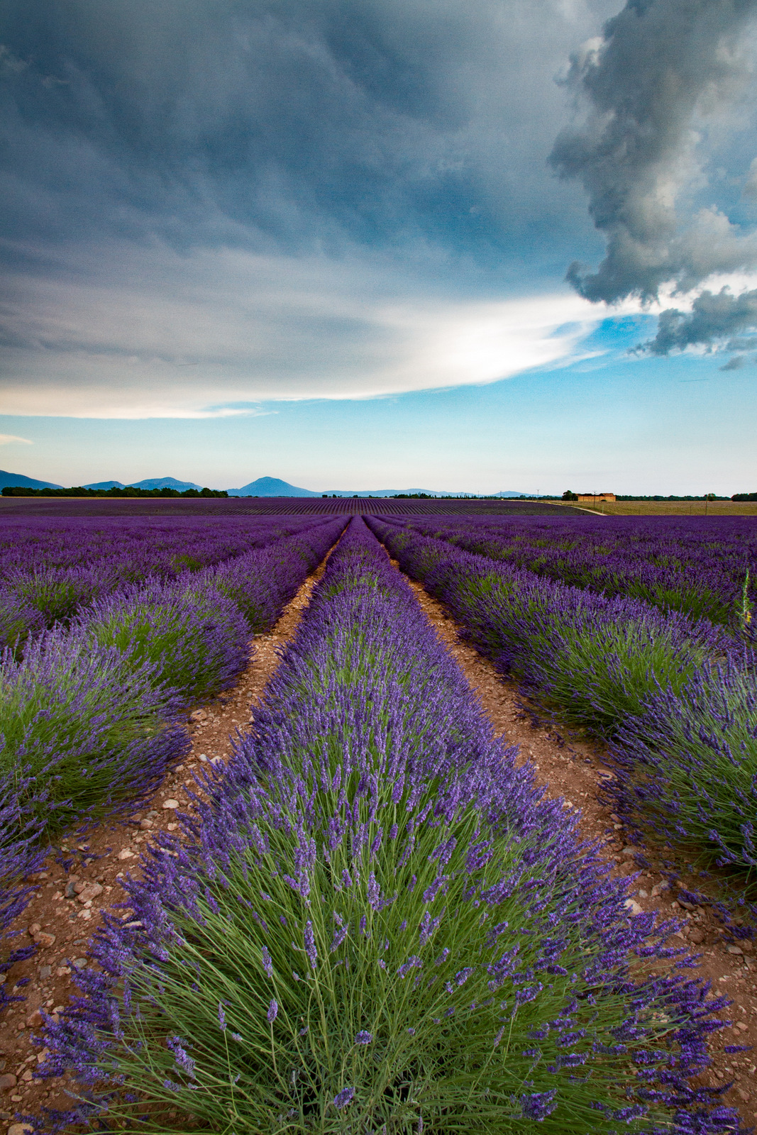 Lavanda