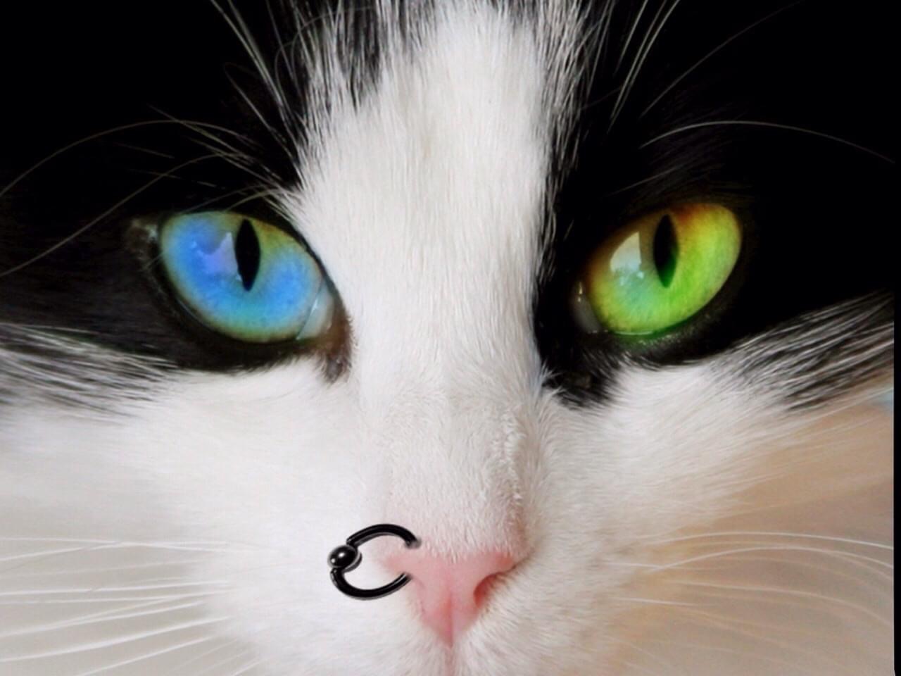 Alice non c�� pi�