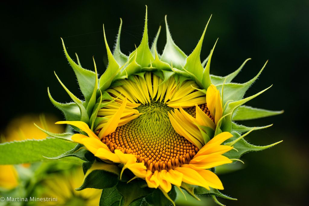 everyone has his own time to blossom