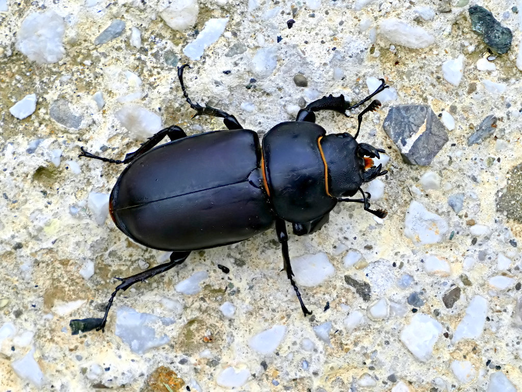 *** Mezzo corazzato in avvicinamento ***