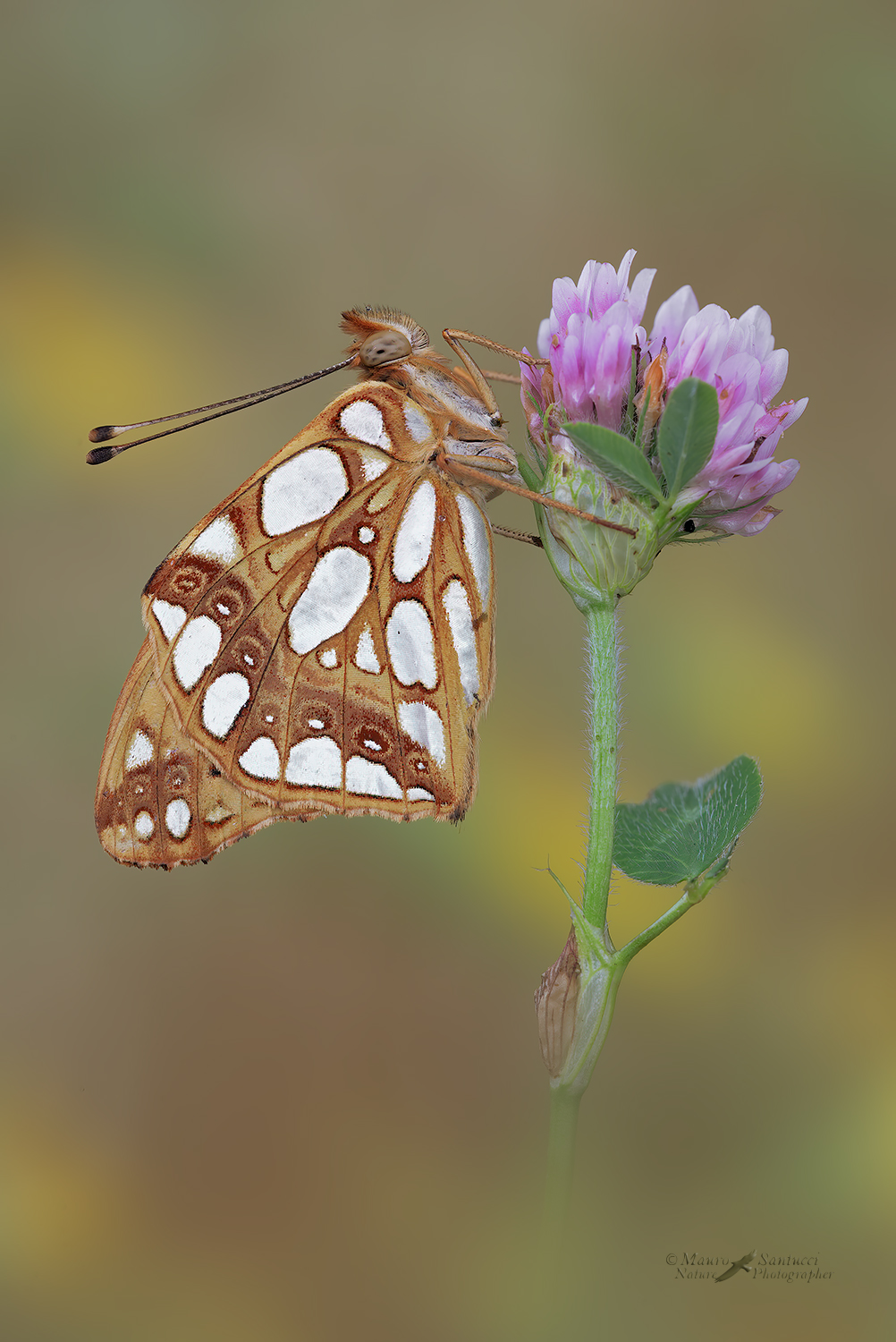 Issoria-lathonia_DSC8142