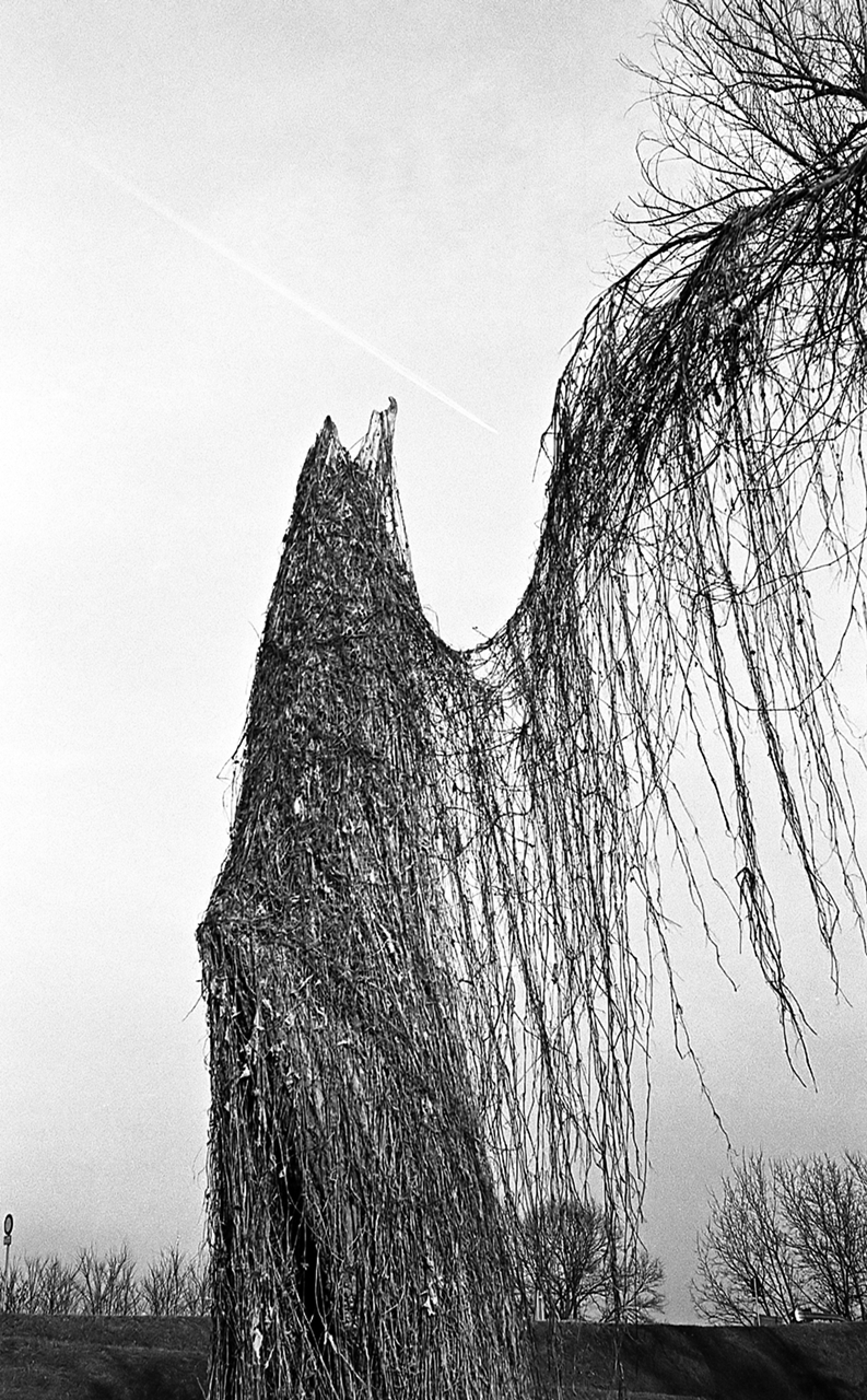 e come un'edera ... ;/)