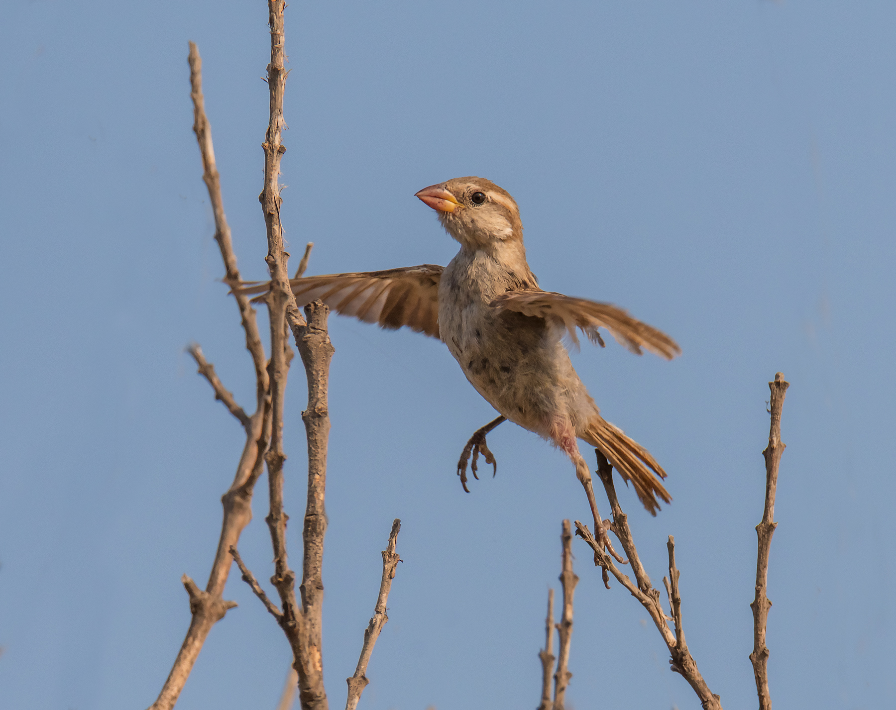 Passera lagia a lezione di Danza