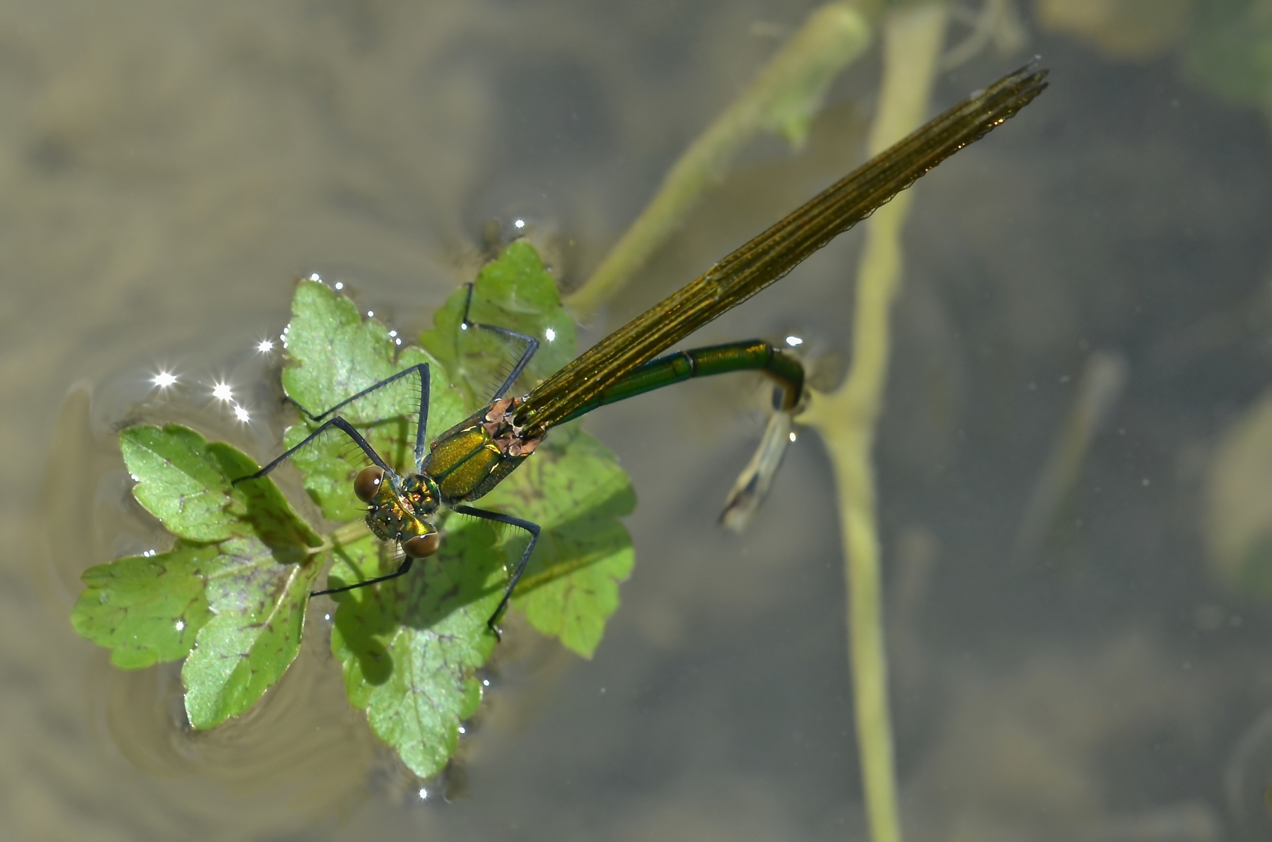 Femmina con addome a bagno...