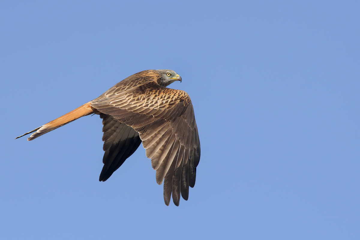 Nibbio reale (Milvus milvus)