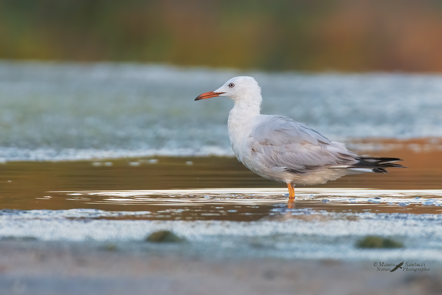 Gabbiano-roseo_DSC4608