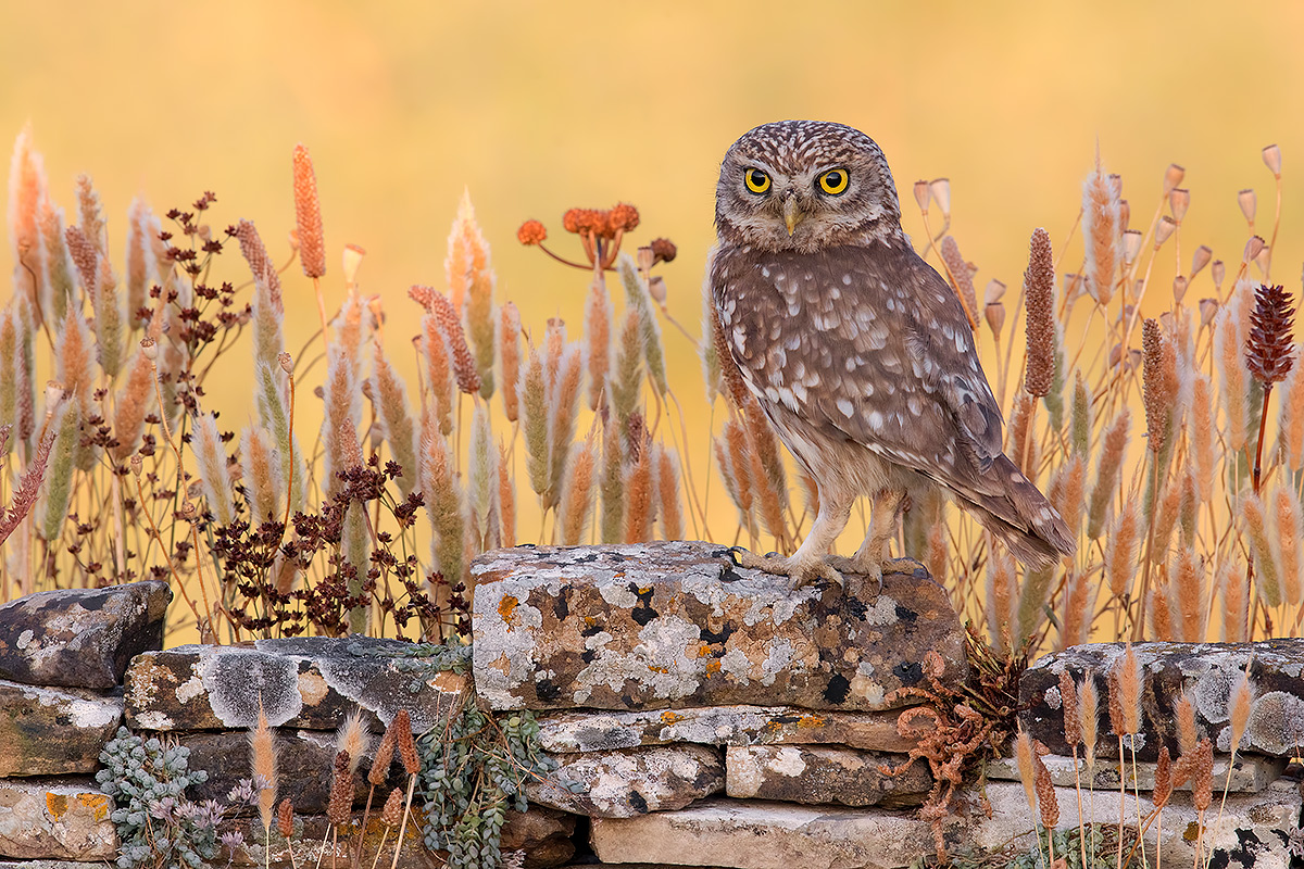 Il ragazzo del muretto