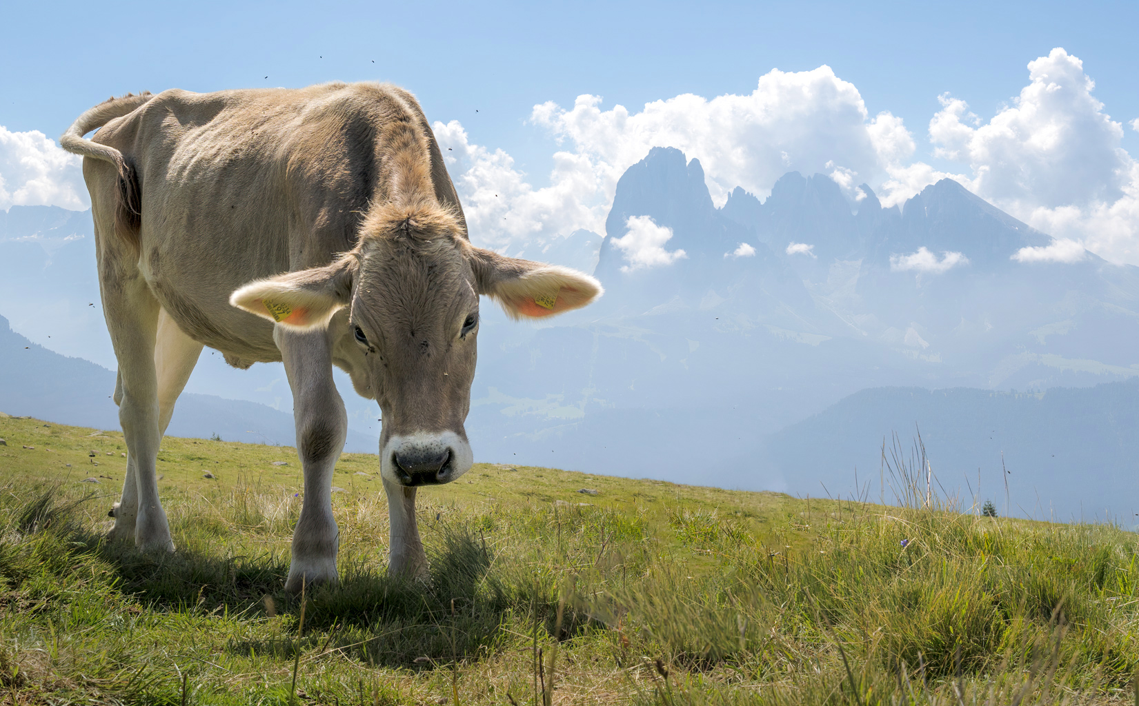 Custodi delle Dolomiti