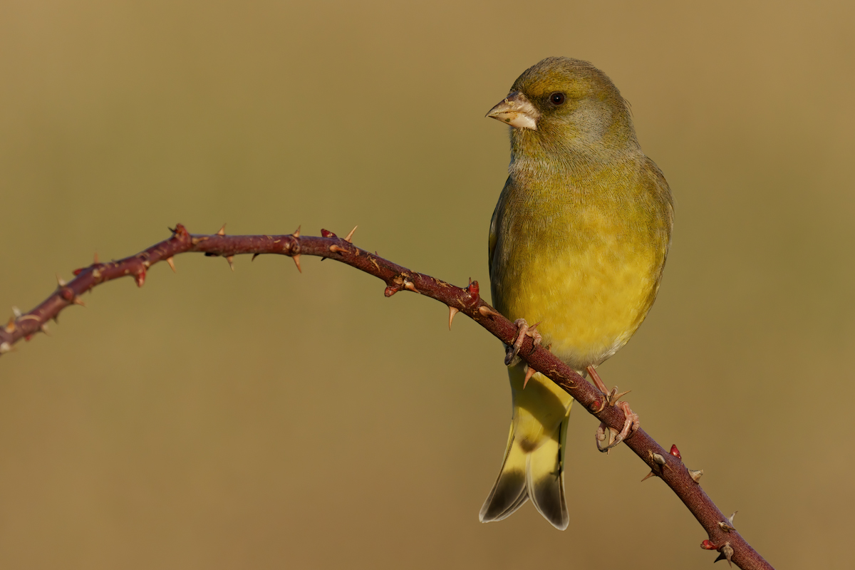 Verdone (Chloris chloris)