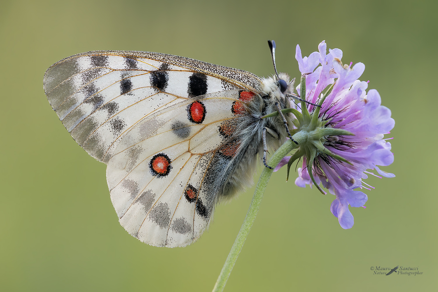 Parnassius-apollo_DSC1090