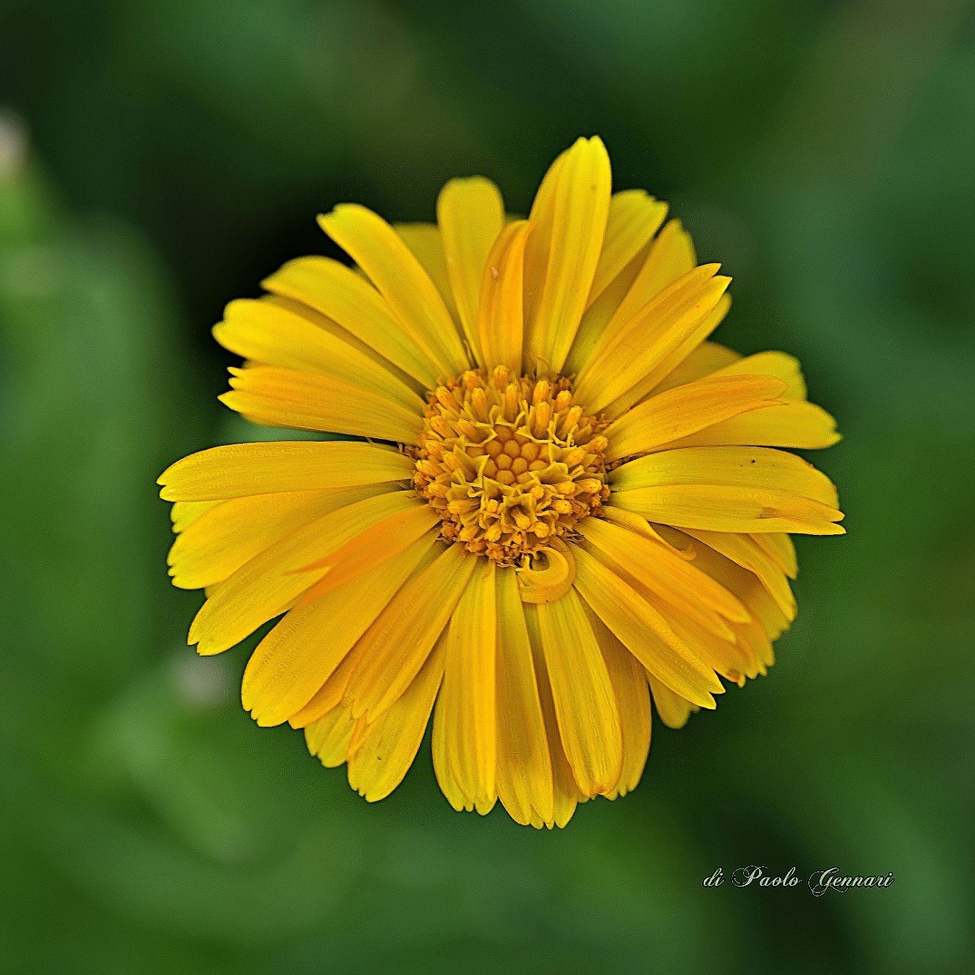 Calendula
