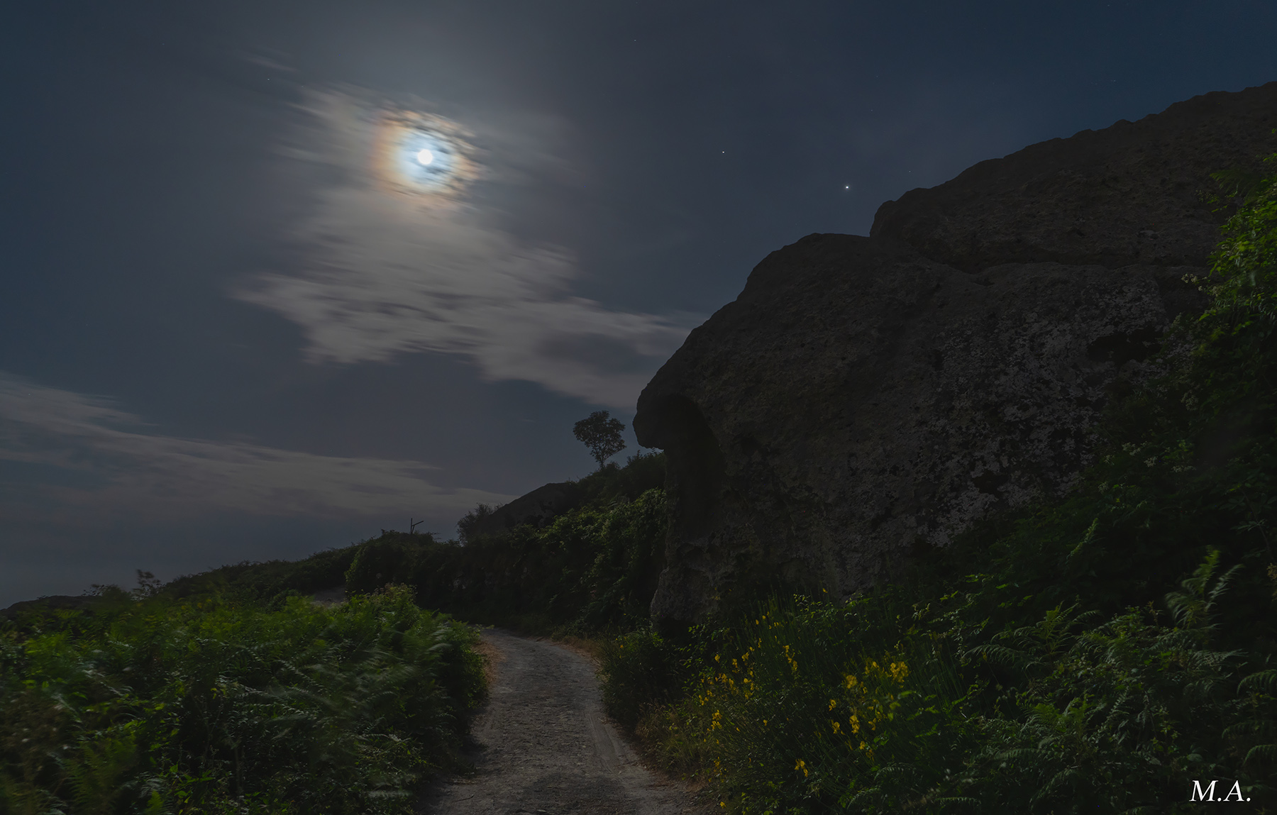 Alone lunare dal bosco