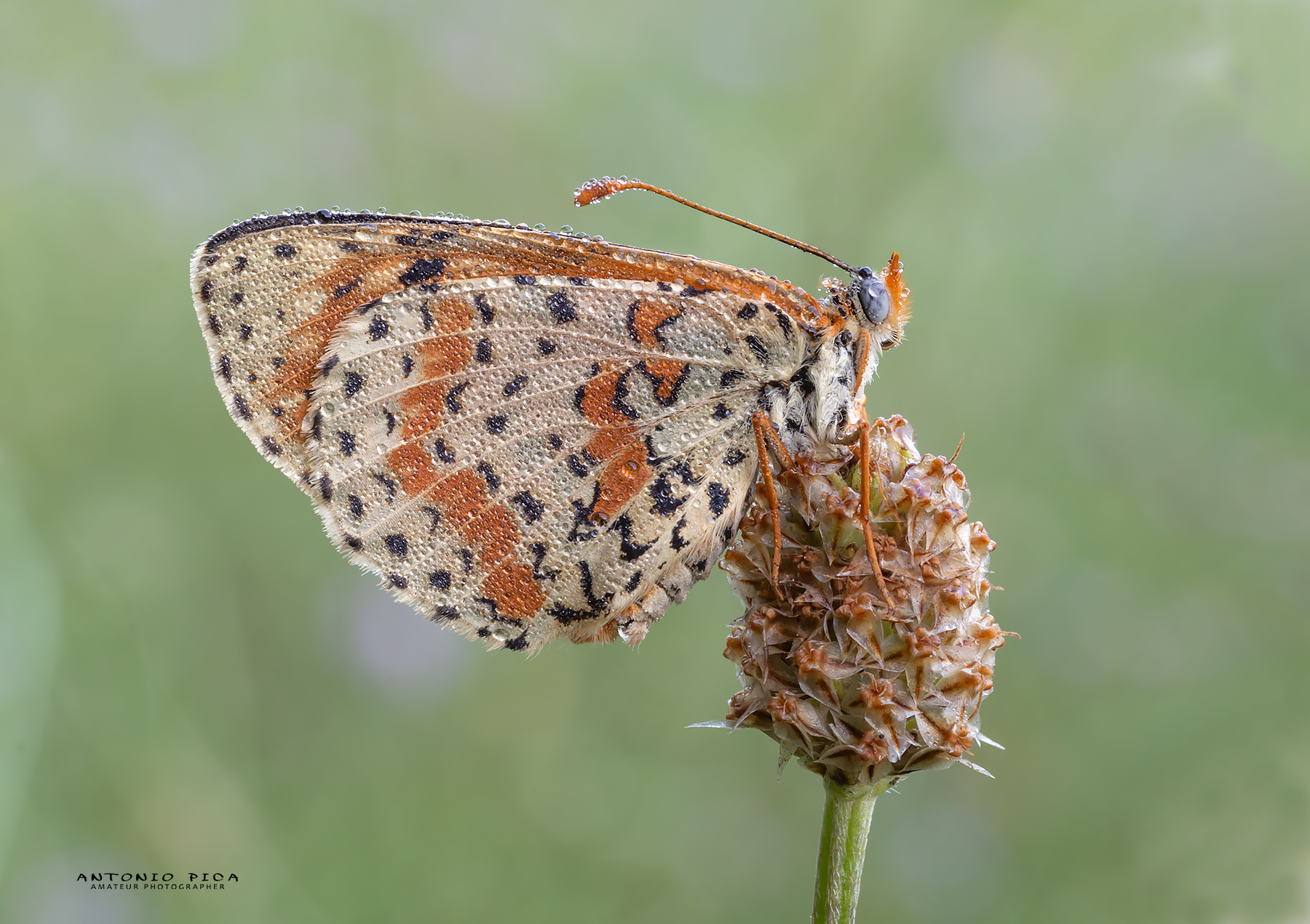 Melitaea Didyma