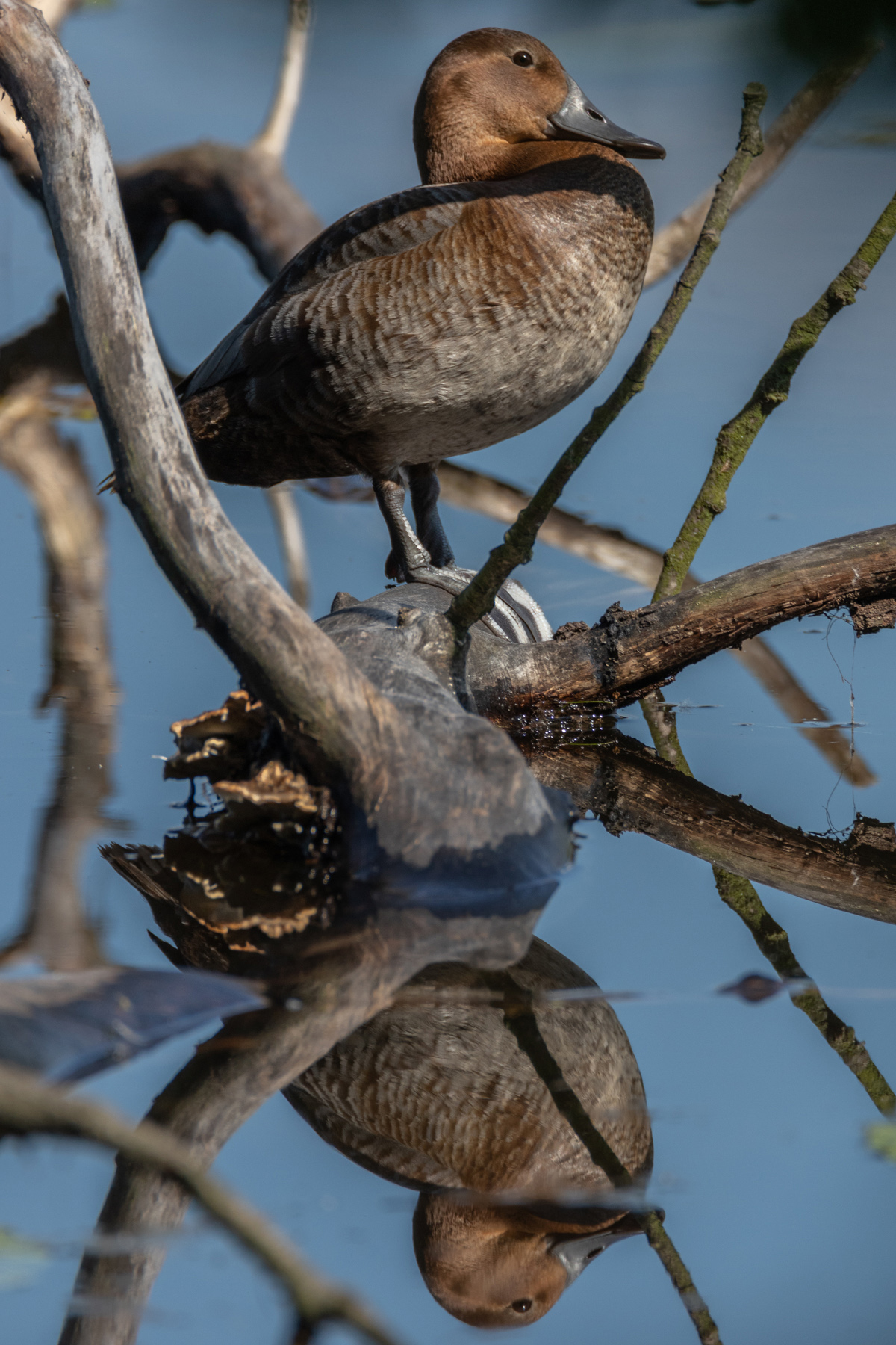 Femmina di moriglione