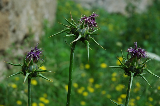Fiori selvatici a Cancello
