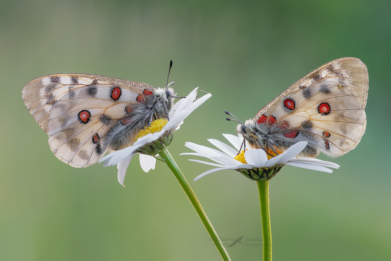 Double-apollo_DSC1138