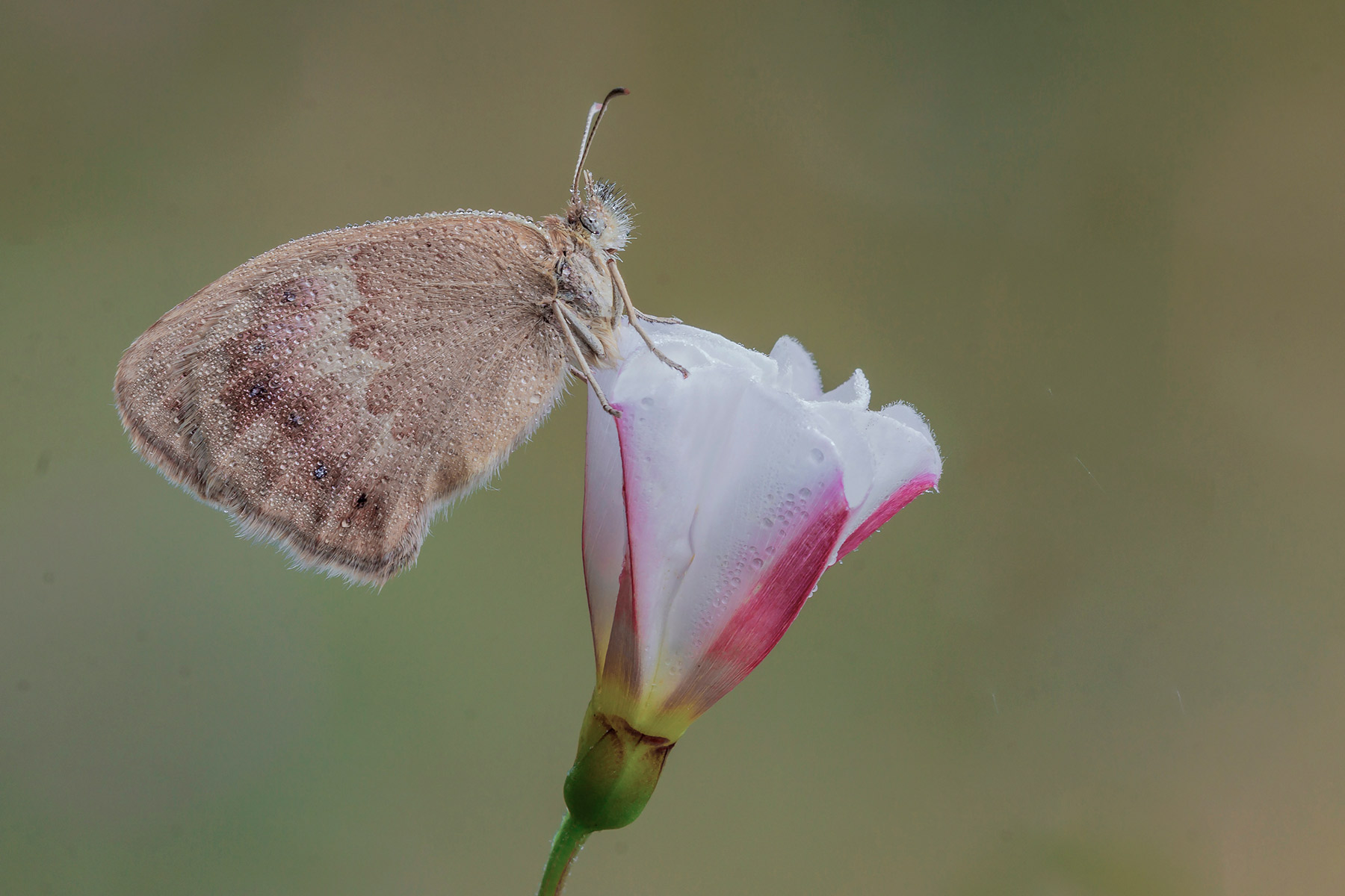 Coenonimpha Pamphilius