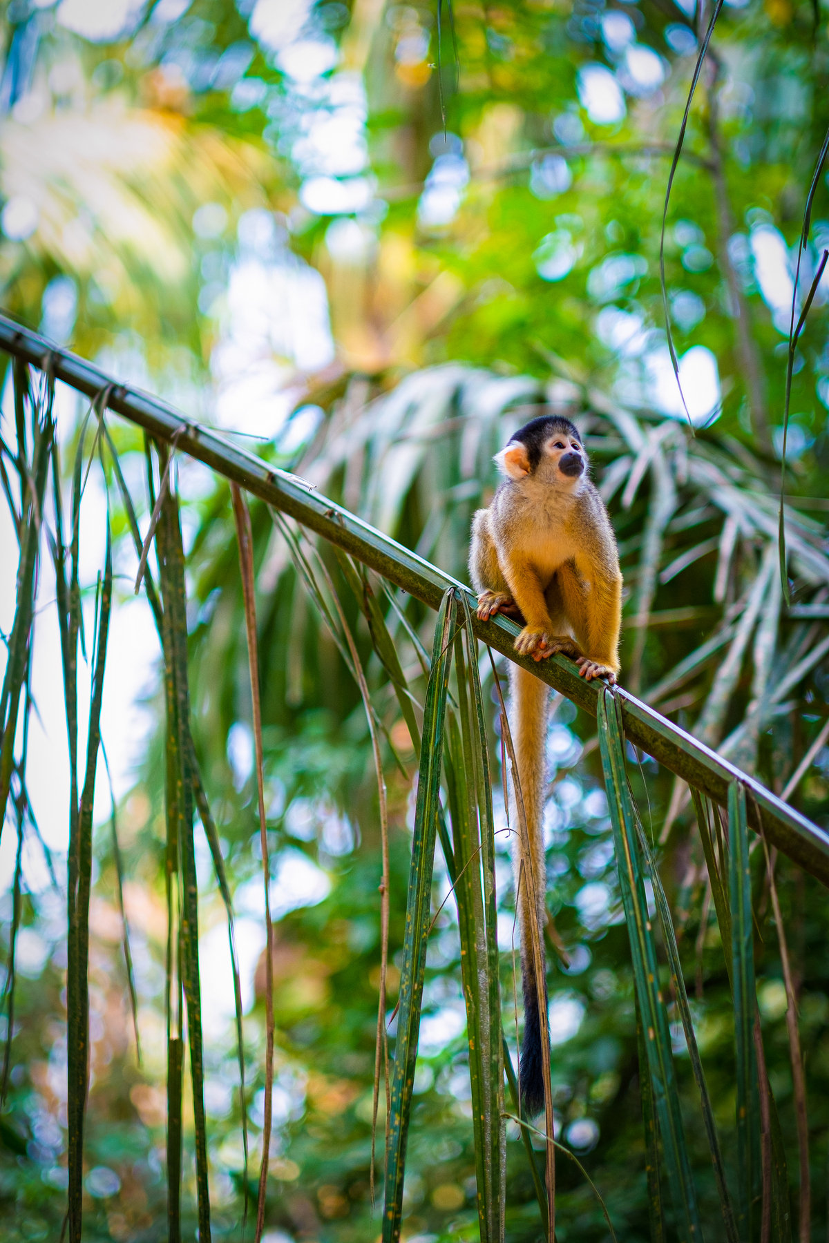 Scimmia dell'Amazzonia