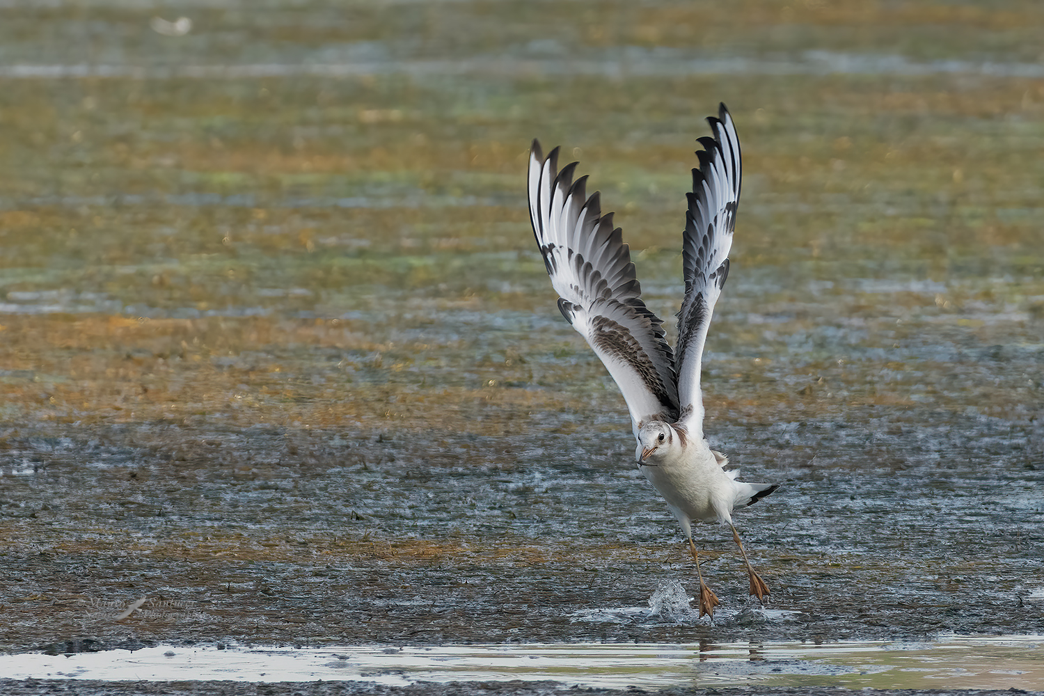 Gabbiano-comune-giovane-con-preda_DSC5614