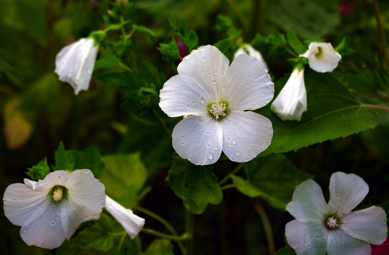 "Annaffiatura mattutina "