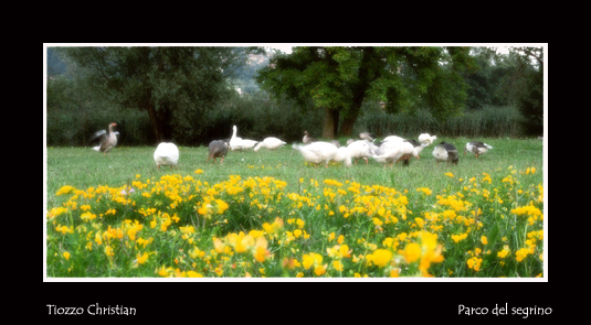 scorcio del parco del Segrino