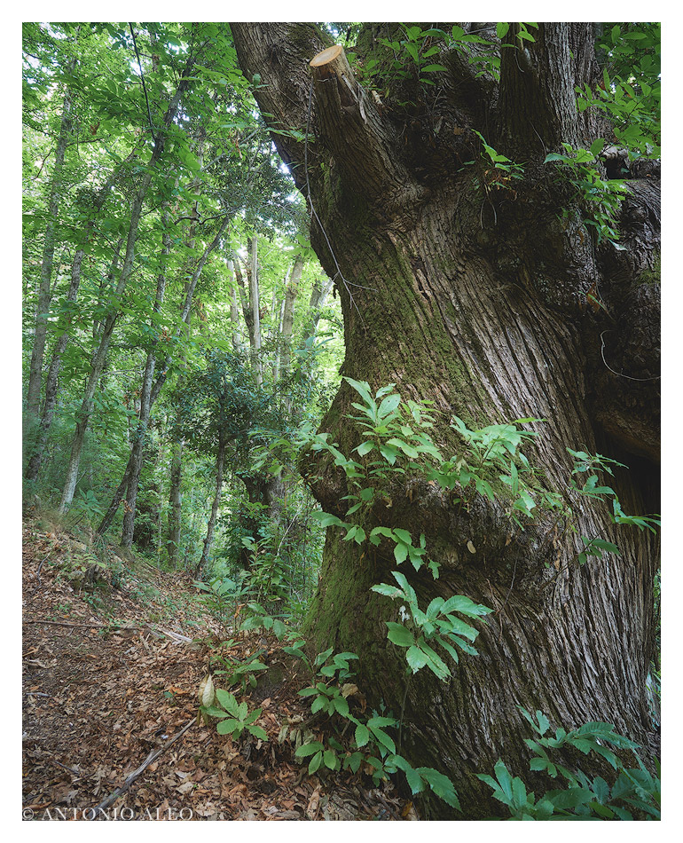 Gigante di Cavallopoli