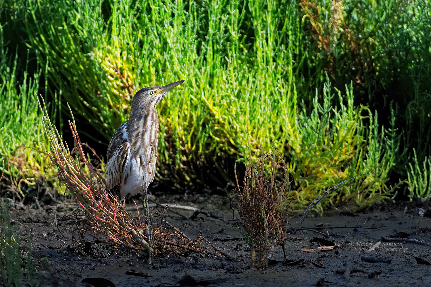 Tarabusino-female_DSC6564