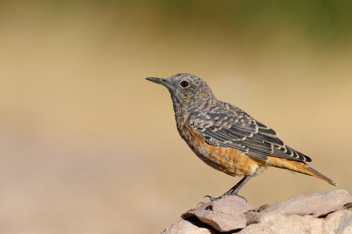 Codirossone  (Monticola saxatilis Linnaeus)