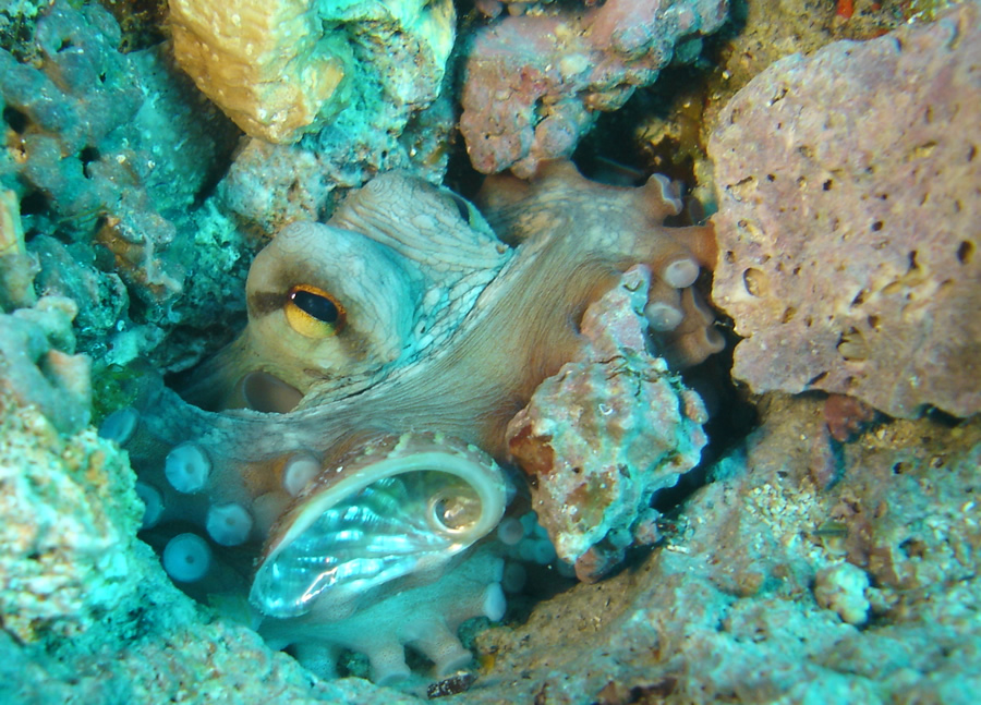 Octopus vulgaris