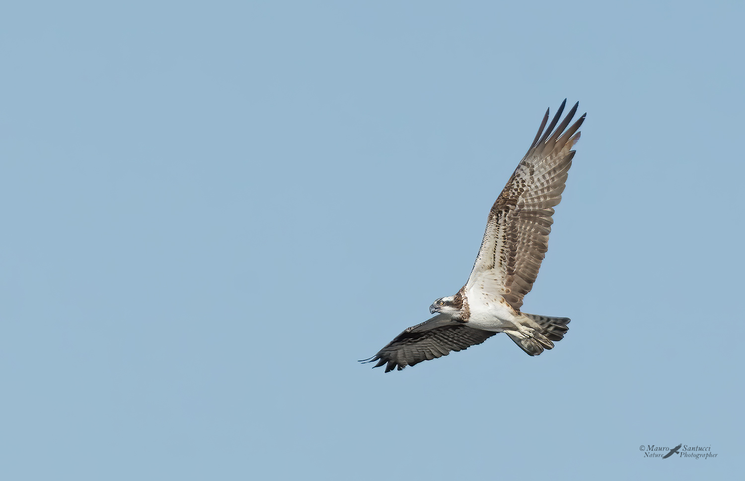 Falco-pescatore_DSC6837