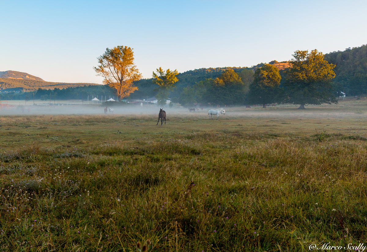 Cavalli e foschia di prima mattina