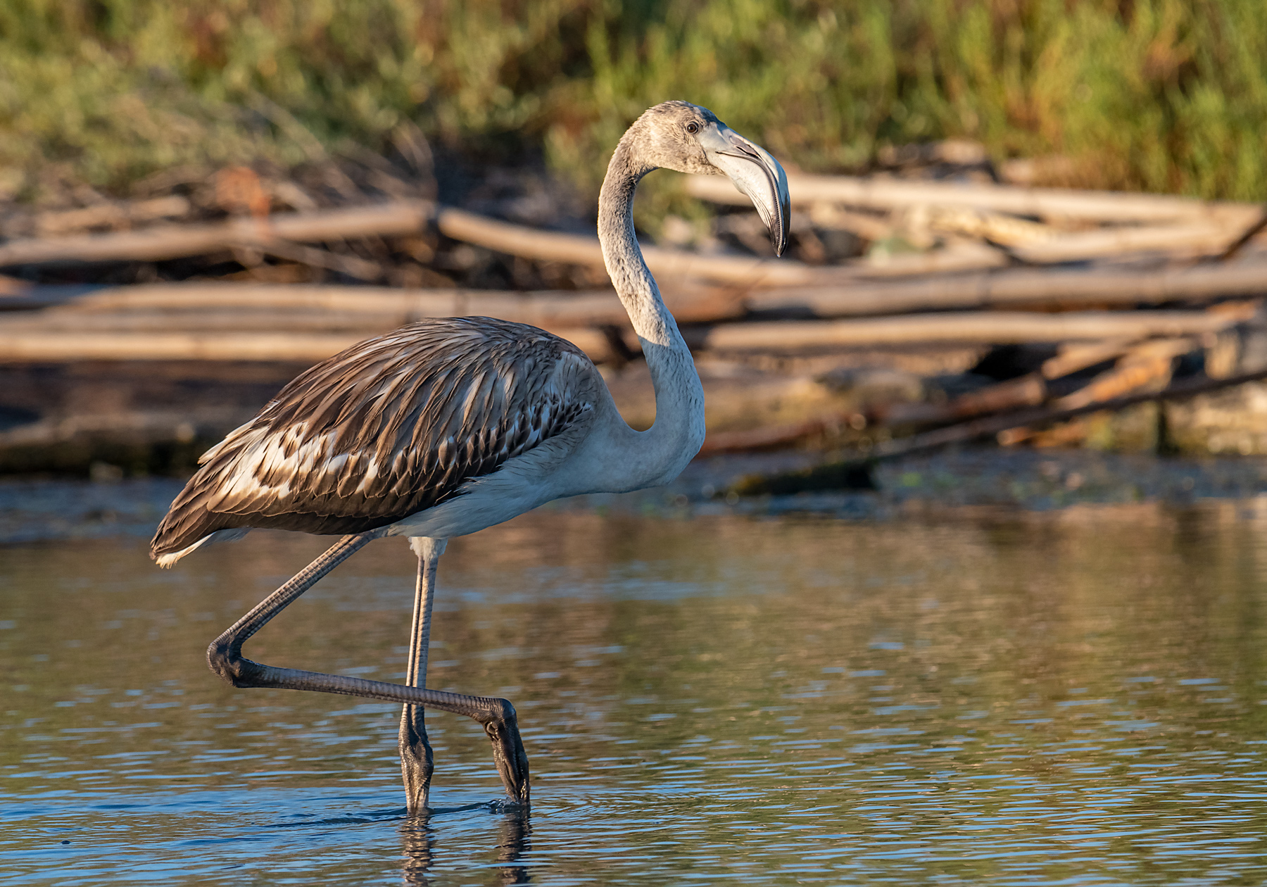 Giovane fenicottero rosa