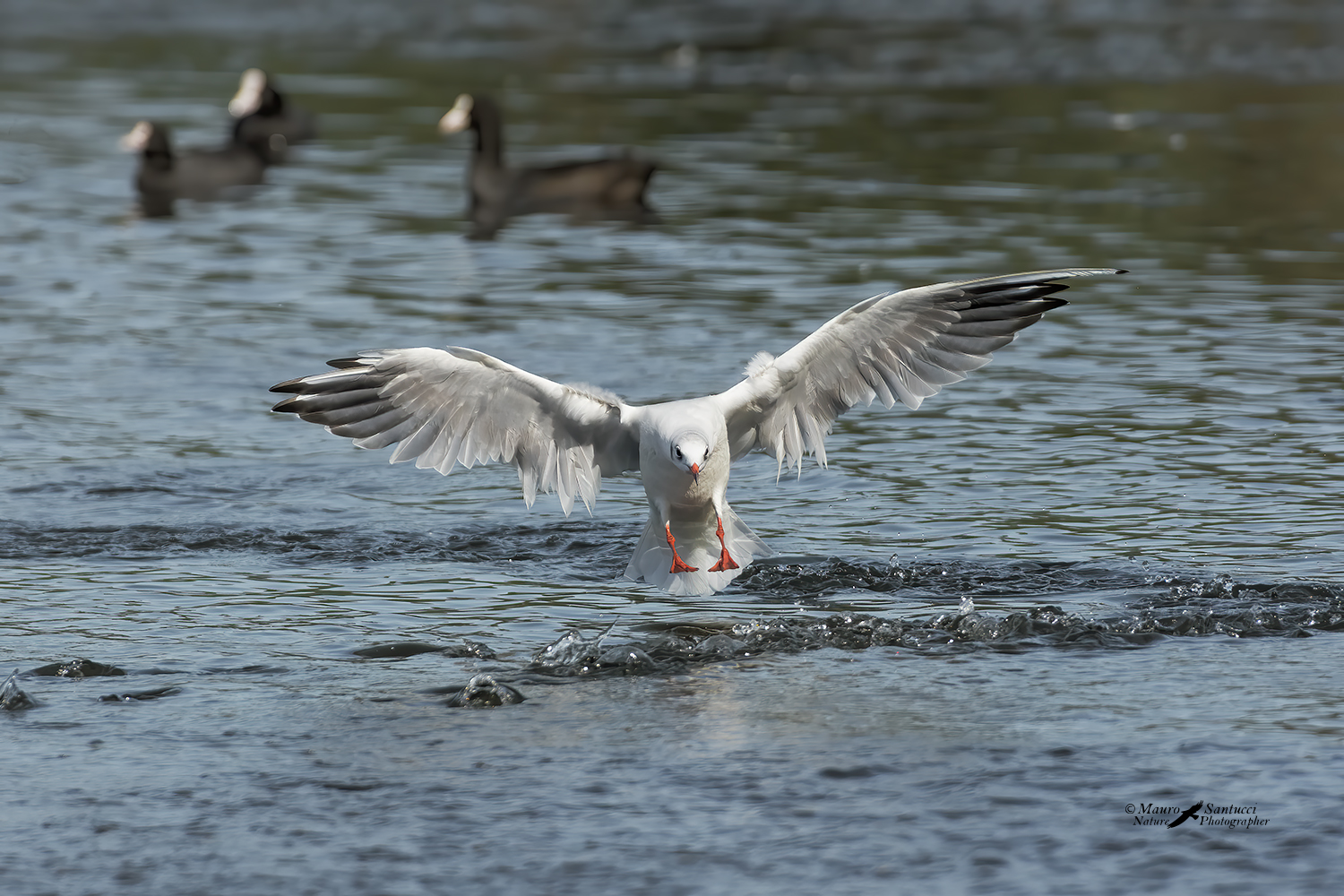 Gabbiano-in-arrivo_DSC7088