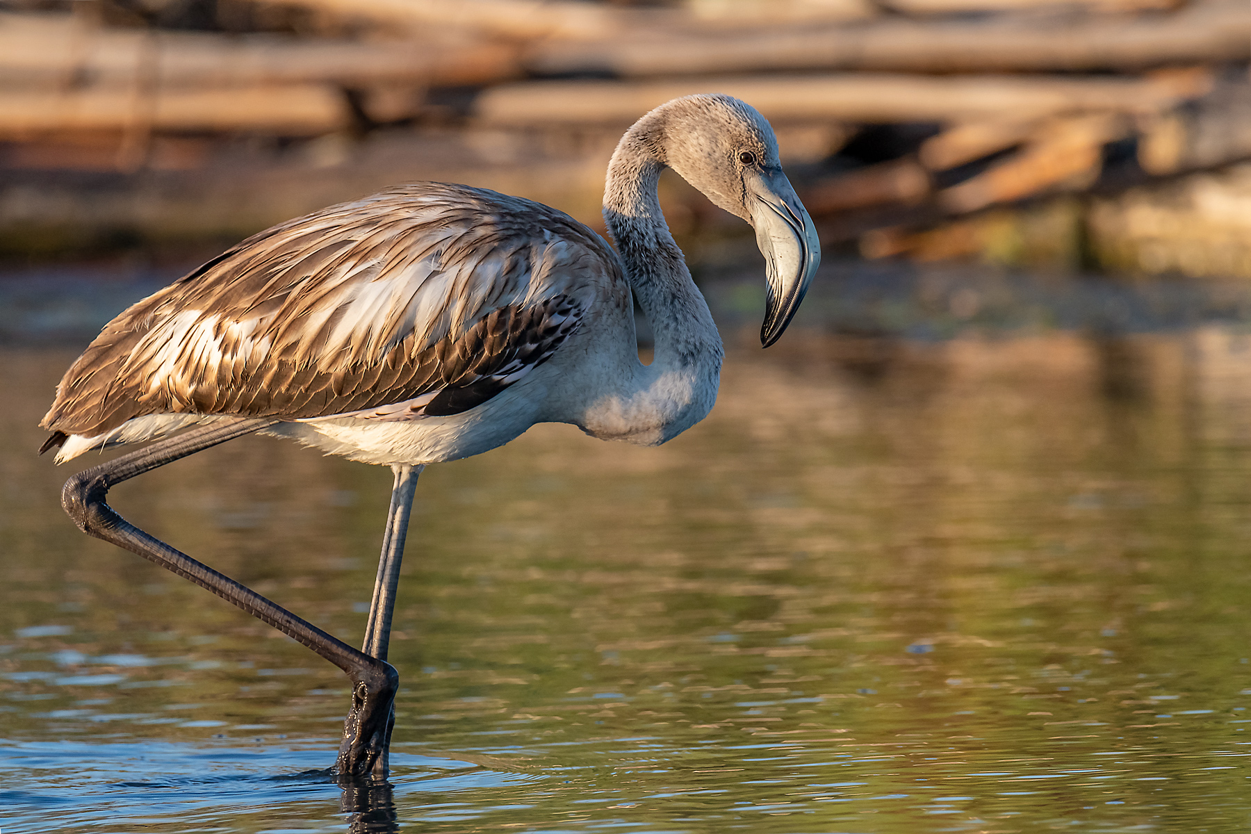 Giovane fenicottero rosa