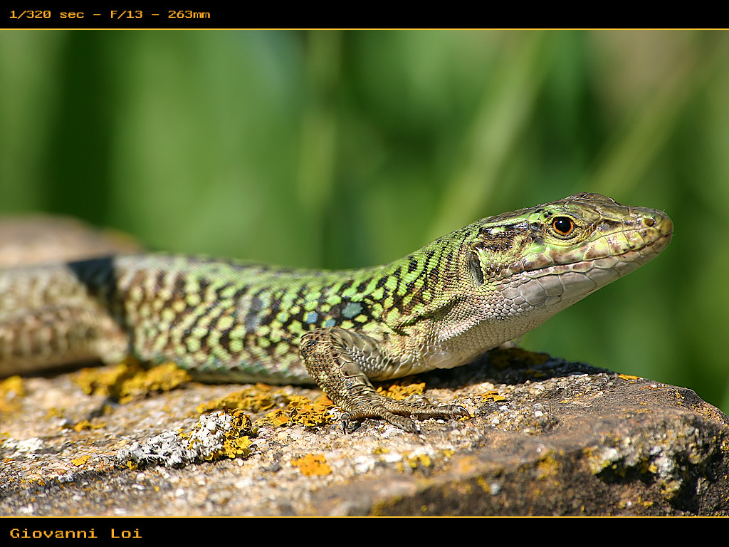 Lucertola in appostamento