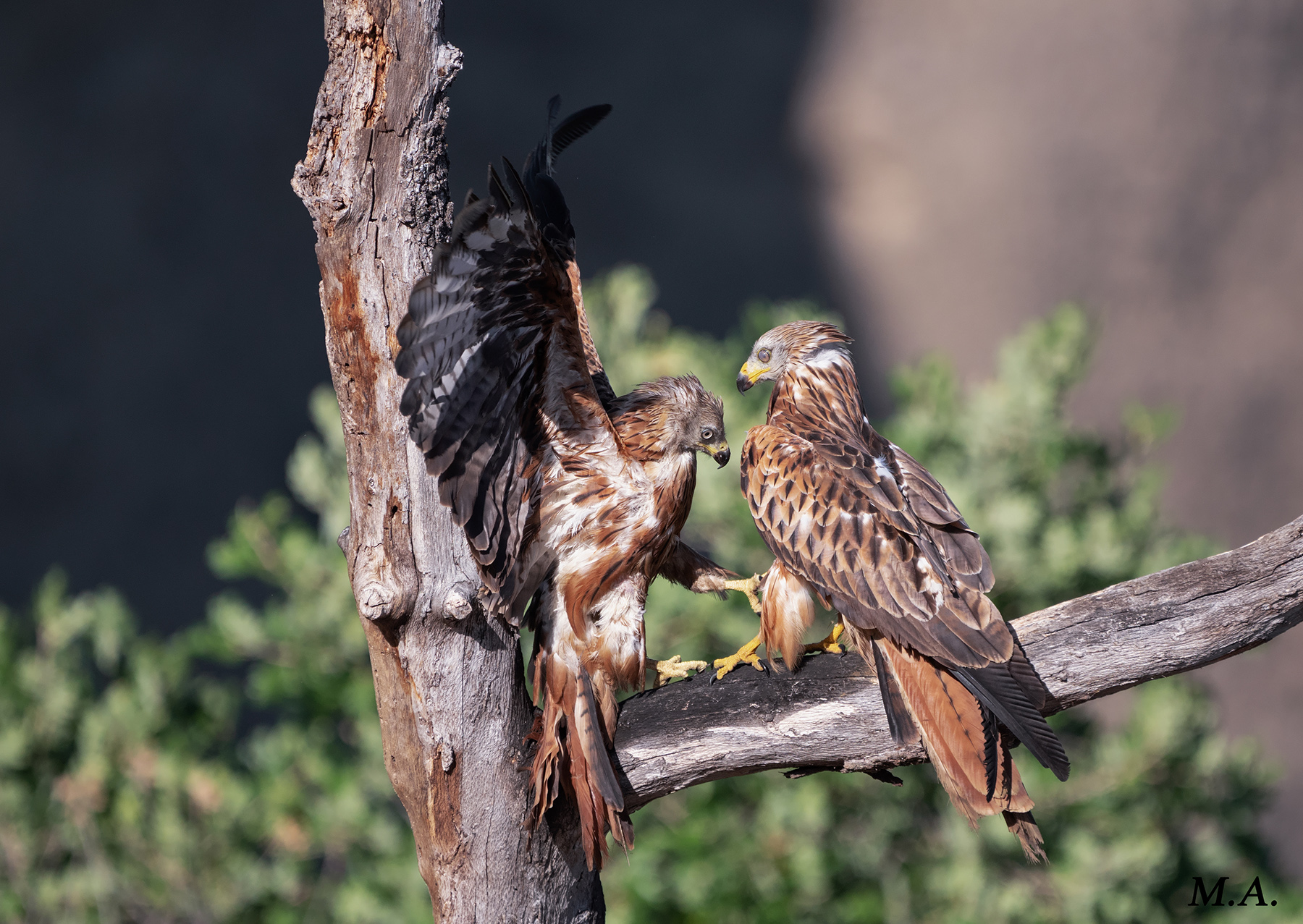 Lite tra nibbi reali