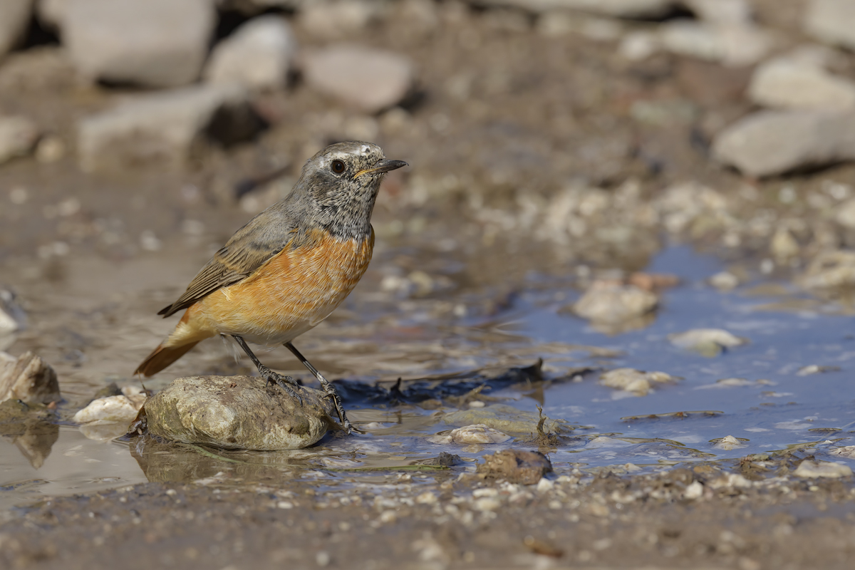 Codirosso  (Phoenicurus phoenicurus)