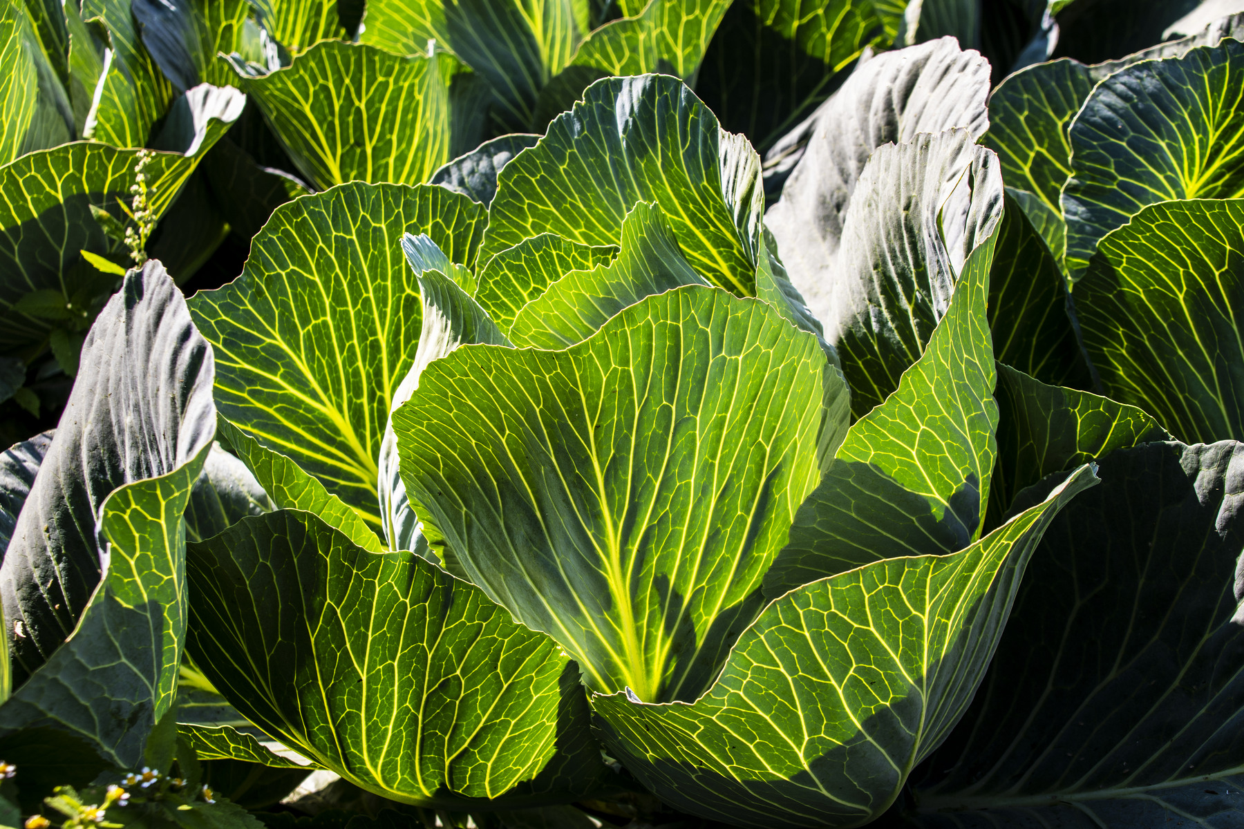 Cavolo!!!!!che nervi.