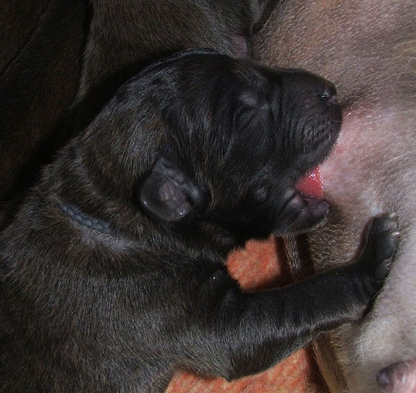 voglio diventare grande come pap�!