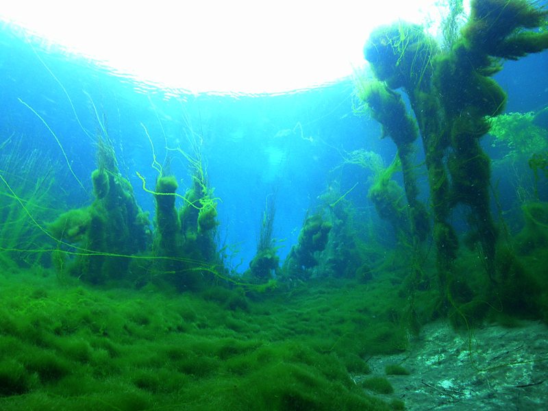 Il guardiano del parco