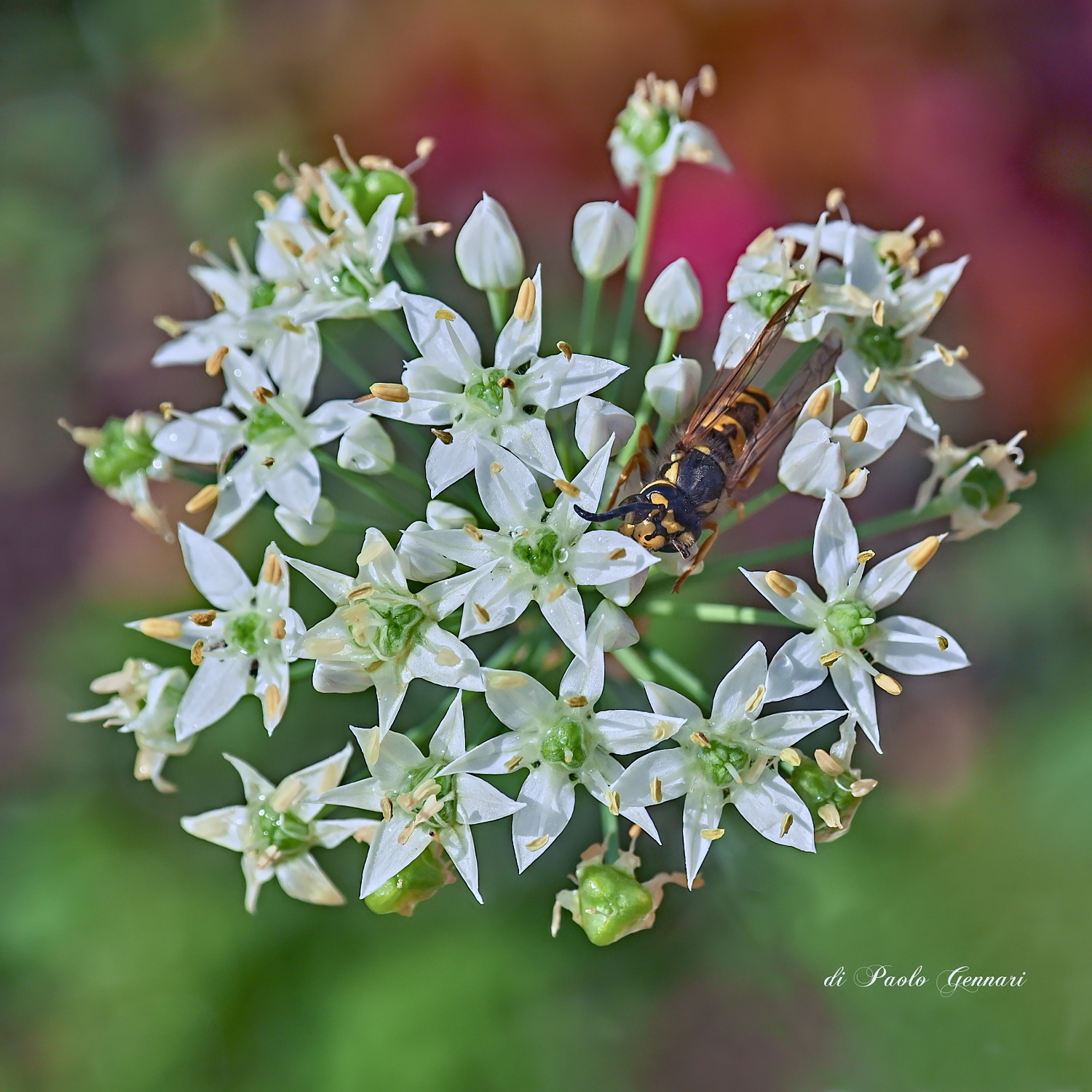 Sopra l'erba cipollina