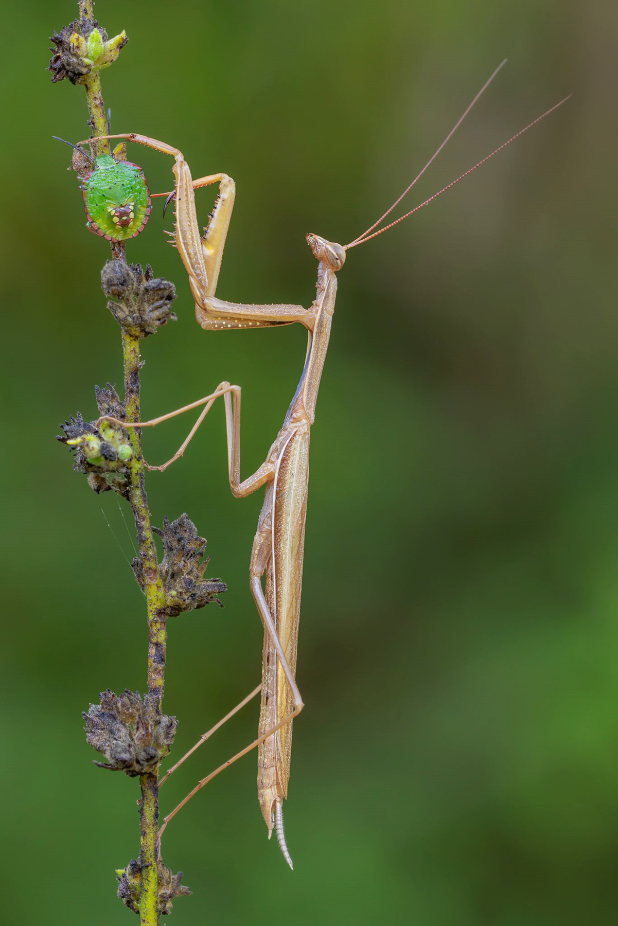 Mantide con Nezara viridula