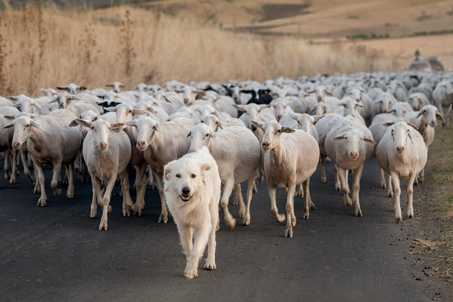 Rientro del gregge al crepuscolo