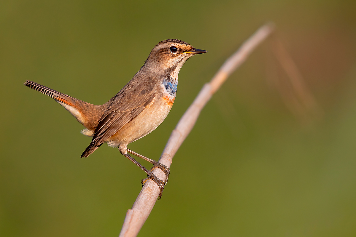 Pettazzurro (Canon R5)