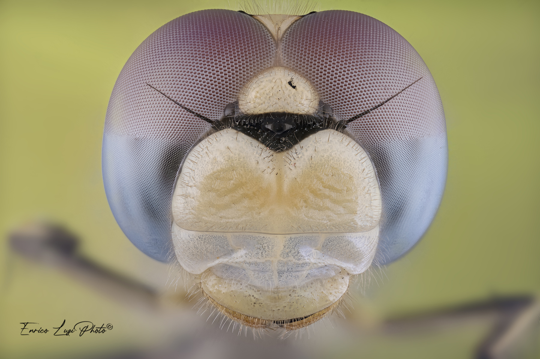 Sympetrum fonscolombii (Selys, 1840)