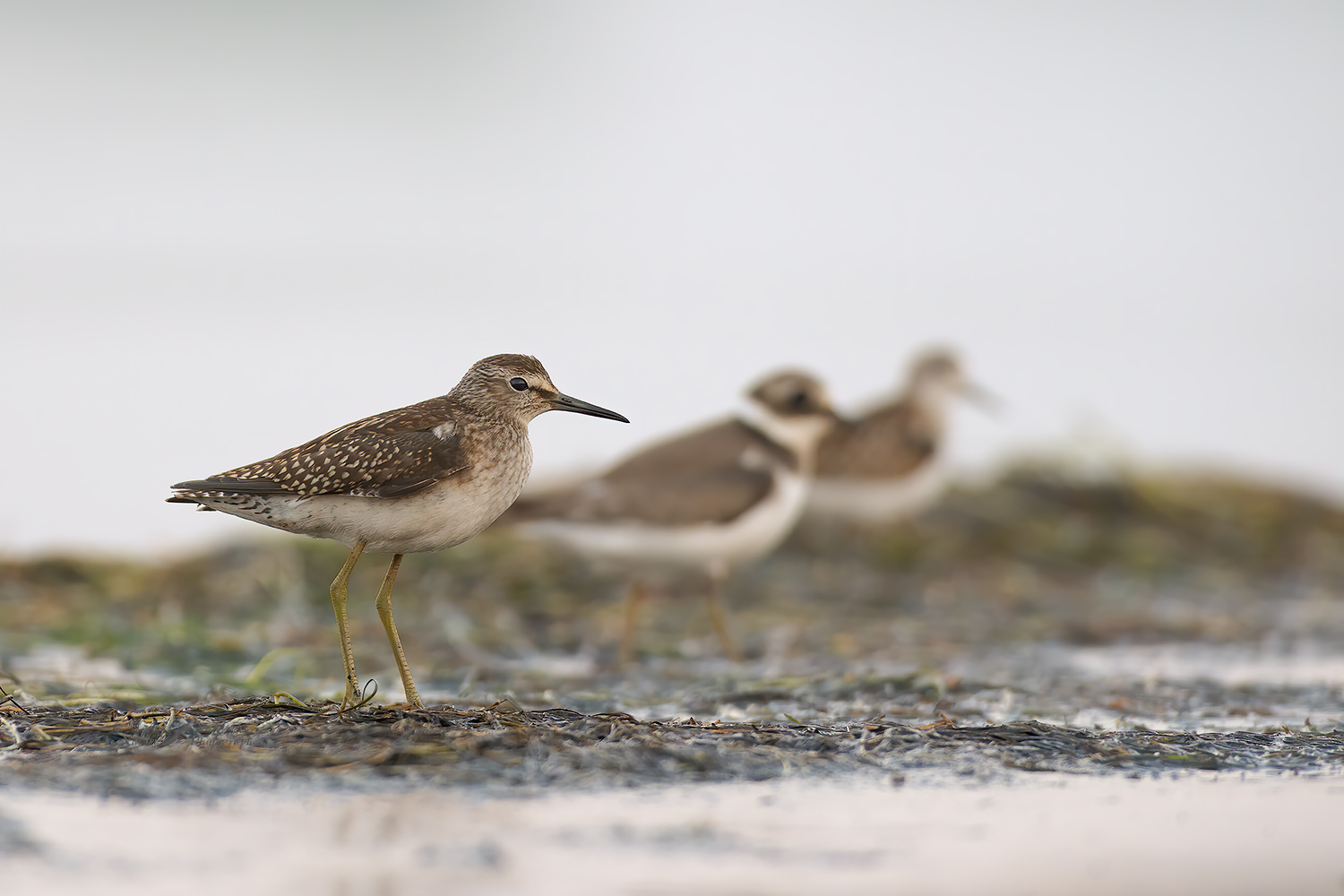 Boschereccio,-corriere-e-Piovanello_DSC1076