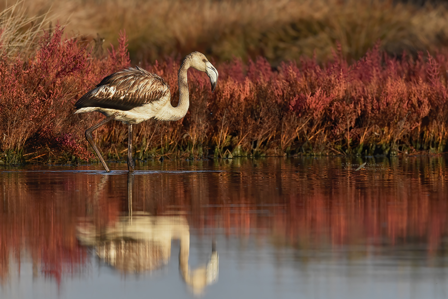Fenicottero-giovane_DSC8111