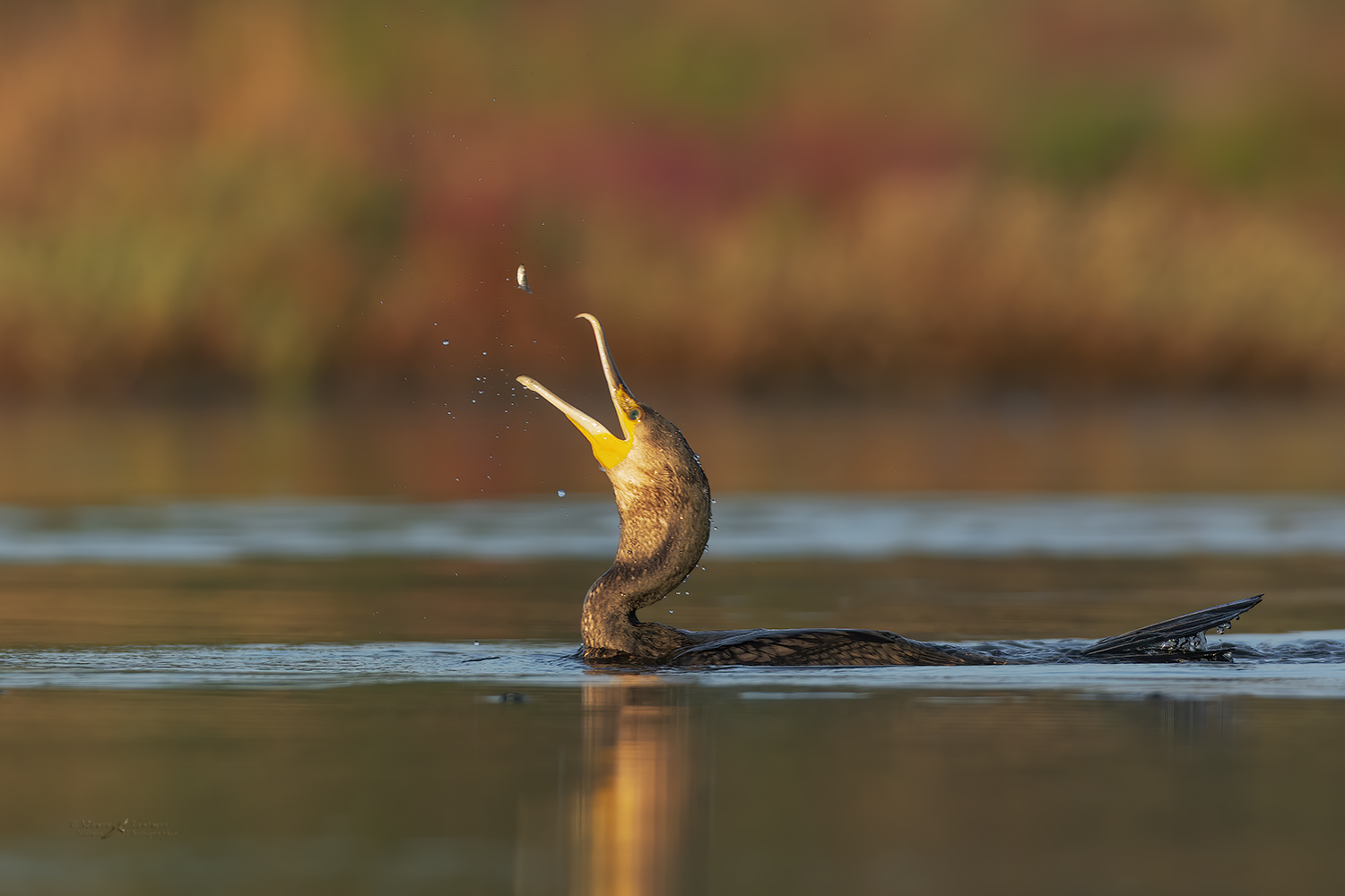 Cormorano-giocoliere_DSC0035